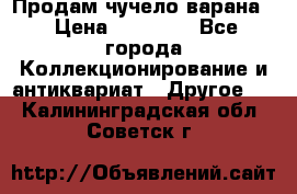 Продам чучело варана. › Цена ­ 15 000 - Все города Коллекционирование и антиквариат » Другое   . Калининградская обл.,Советск г.